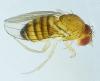 Drosophila melanogaster